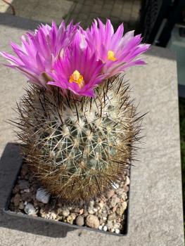 Preview: Gymnocactus beguinii